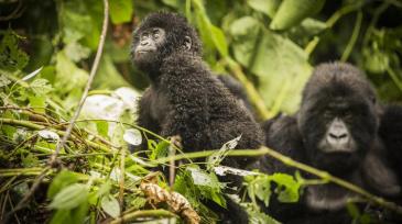 JosephKing_Virunga_1