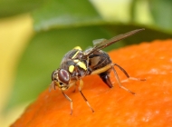 small_FAO Anna Rodriguez oriental fruit fly