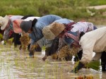 Migrant-farmers-planting-rice