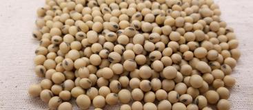 soybean-3754425_1920