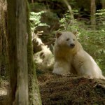 600px-Ursus_americanus_kermodei,_Great_Bear_Rainforest_1