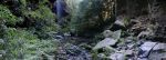 Forest_in_the_bluemountains