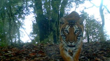 TigerDay2019-IMG_0032