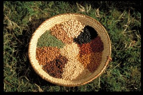 agroecolgy_2_Photo_by_Flickr