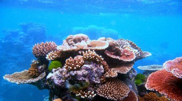 1200px-Coral_Outcrop_Flynn_Reef