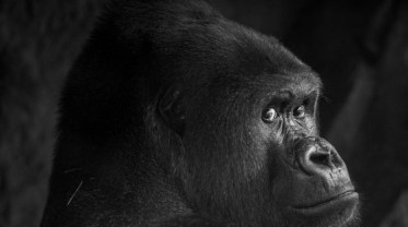 21493721516_03274f8602_b