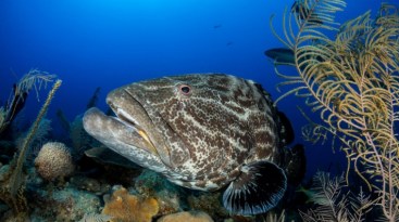 IYORBank_AnimalsandtheReef_FabriceDudenhofer_03