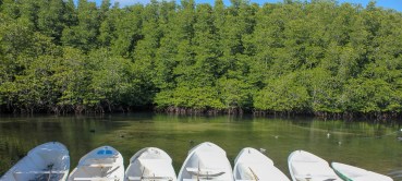 Mangroves