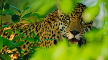 Photo_jaguar_wwf_staffan_widstrand