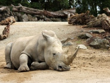 The-apocalyptic-loss-of-biodiversity