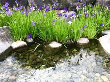 Irises-on-Ikada-michi-rafting-path-c-Alma-Reyes