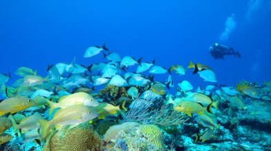 IYORBank_CoralReefs-JettBritnell02