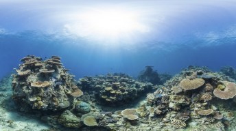 IYORBank_CoralReefs_TheOceanAgency