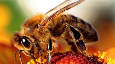 Bee-wikimedia_commons