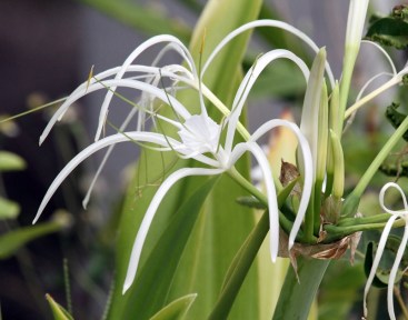 Carib_3-Amaryllis-BNoel