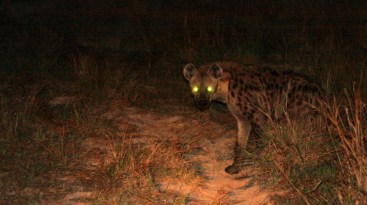 IBD_2_Photo_by_Gregoire_Dubois