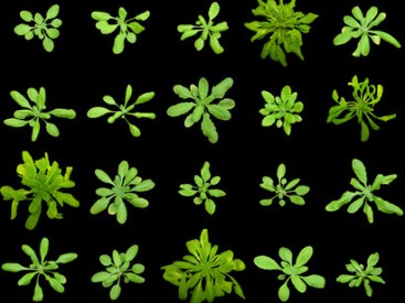 A-program-for-eugenetics