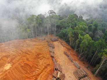 Deforestation-accounts-for-about-17-to-25-percent-of-the-worlds-emissions-of-carbon-dioxide