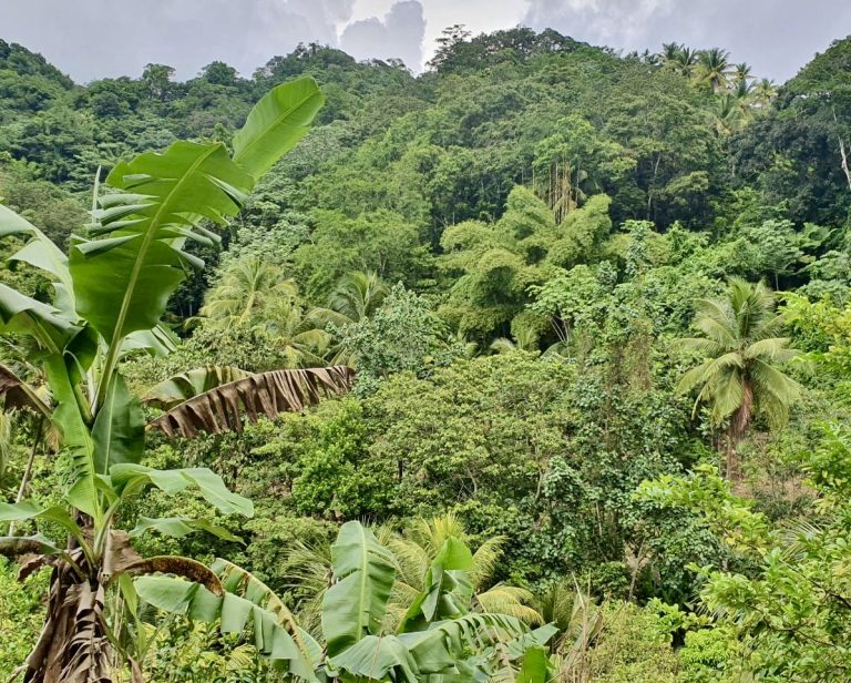 IPSRainforestSLU2-768x616