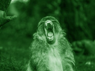 When-monkeys-enter-into-competition-they-know-how-to-evaluate-what-possibilities-they-have-to