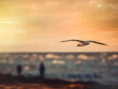 Capitalist-oligarchies-attribute-high-importance-to-the-mere-right-to-vote-at-regular-intervals