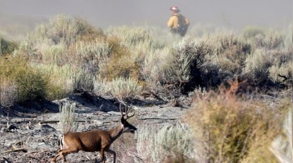 Cover_Image_Fire_Story