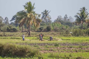 GEF_BD_MDG_GFW-2548 UNEP