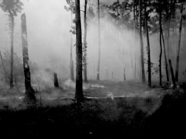 The-worlds-forests-have-halved-in-recent-years