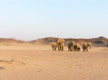 Namibian_Desert_Elephants-Stephan_Scholvin-1024x768