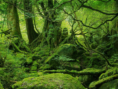 Energy-and-environmental-policies-can-be-codified-in-presidential-directives-and-new-laws