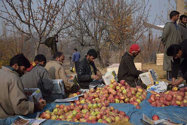 Apple-farmers-in-Kashmir_