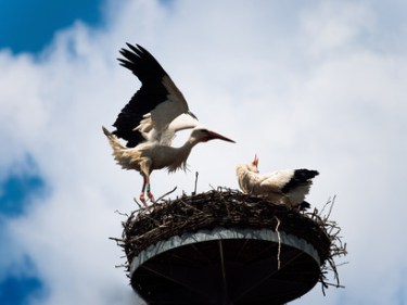 Biologist-A-Balmori-reported-that-40-percent-of-stork-nests-living-within-200-m-from-cell-towers