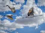 Birds-navigation-ability-can-be-impaired-by-man-made-electromagnetic-fields