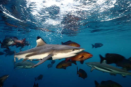 dfe7249e-gp0stunhu-510x340