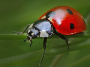 Insects-could-be-affected-by-increasing-exposure-levels-to-electrosmog