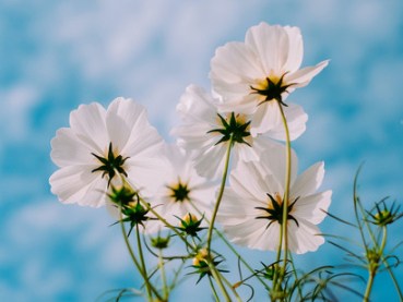 Leaves-and-flowers-are-highly-exposed-and-strongly-absorb-5Gs-millimeter-waves