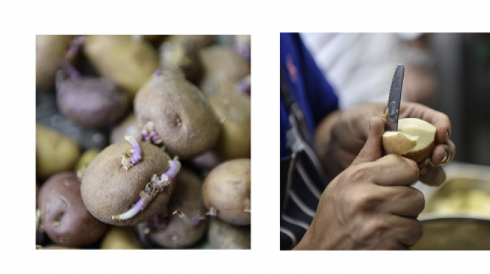 Potato Transformation