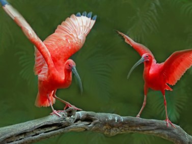 Wildlife-and-biodiversity-are-the-Earths-greatest-treasures-and-need-to-be-protected