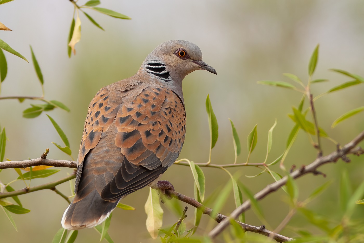 Bird_Mig_4a_European_Turtle_Dove_Streptopelia_turtur_Jordan_May_2007_copyright_Sergey_Dereliev
