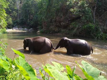 two-elephants_