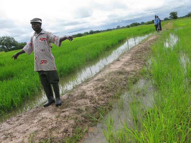 ricefieldsghana