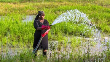 Saltwater-agriculture