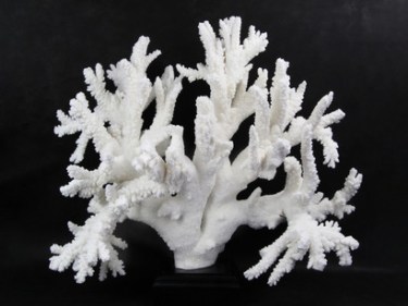 Certain-types-of-corals-are-flexible-organisms-that-create-some-of-the-worlds-most-diversified
