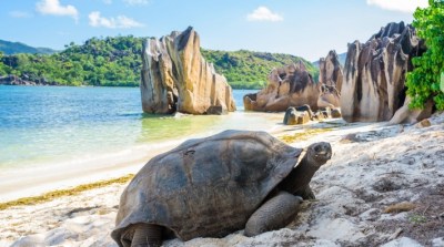 praslin_turtle