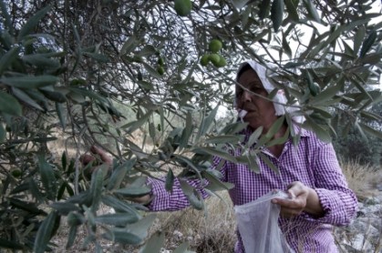 medium_23e7b636fae8f52d71584dec807ab88f