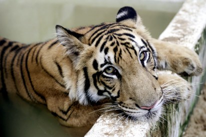 ROYAL BENGAL TIGER STARES AT VISITORS AT ZOO IN CALCUTTA.